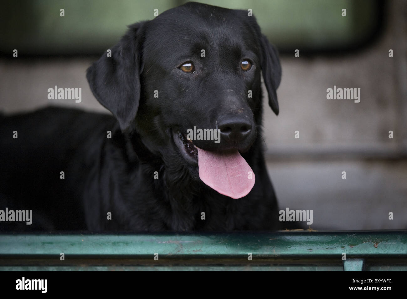 Labrador Retriever in the back of a vehicle on a shoot day Stock Photo ...