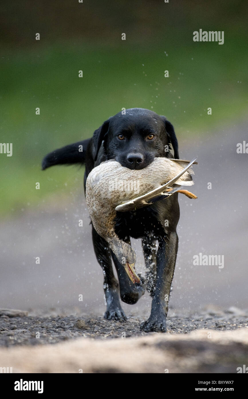 Black Labrador Retriever retrieving duck on a shoot day Stock Photo