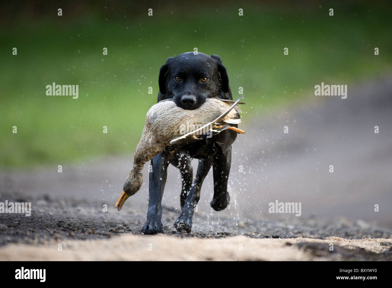 Black Labrador Retriever retrieving duck on a shoot day Stock Photo Alamy