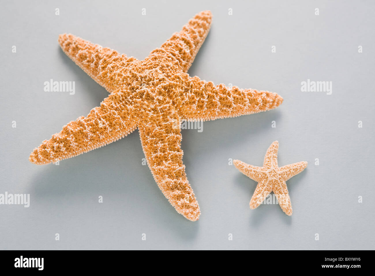 Two contrasting starfish Stock Photo