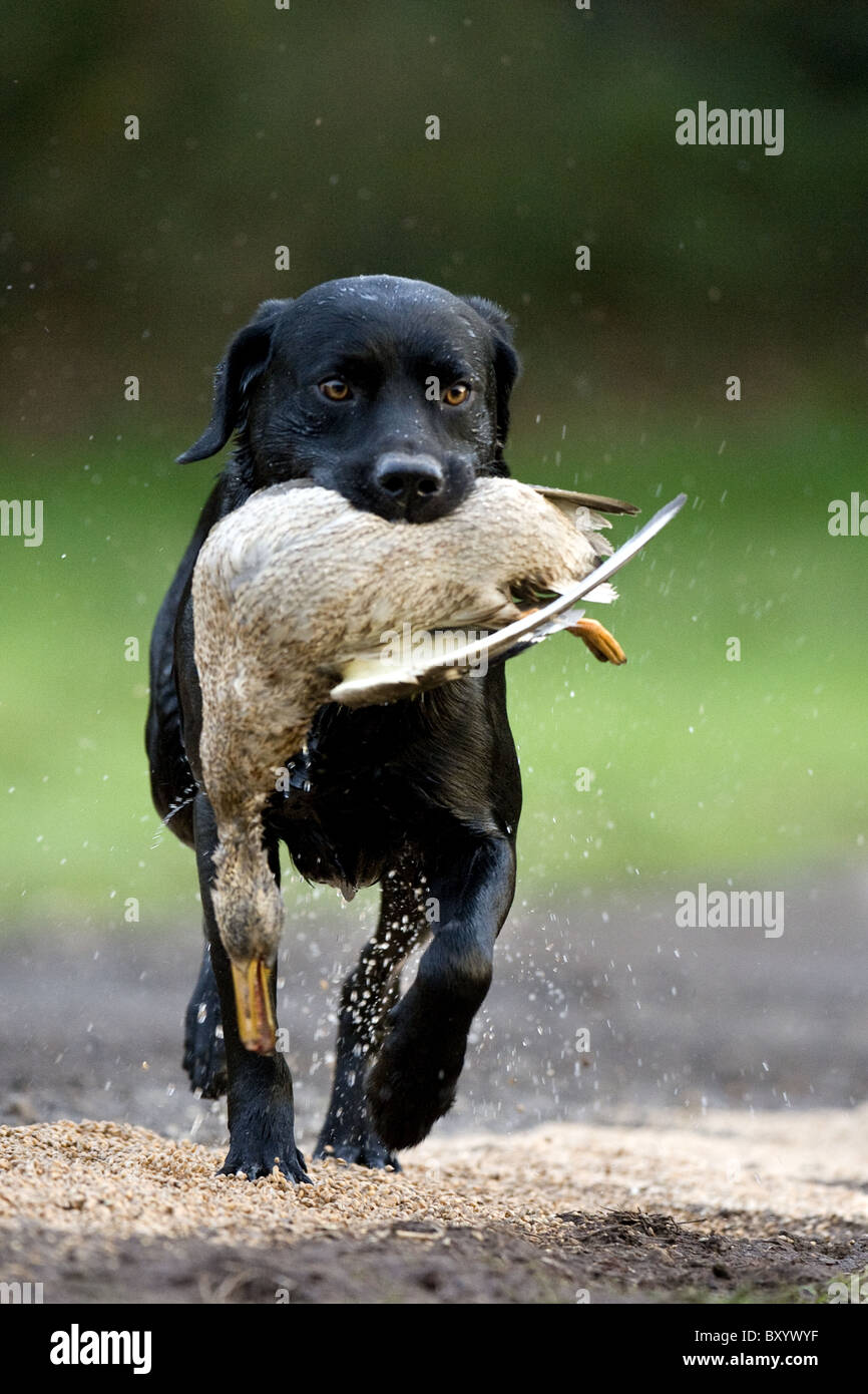 Black Labrador Retriever retrieving duck on a shoot day Stock Photo