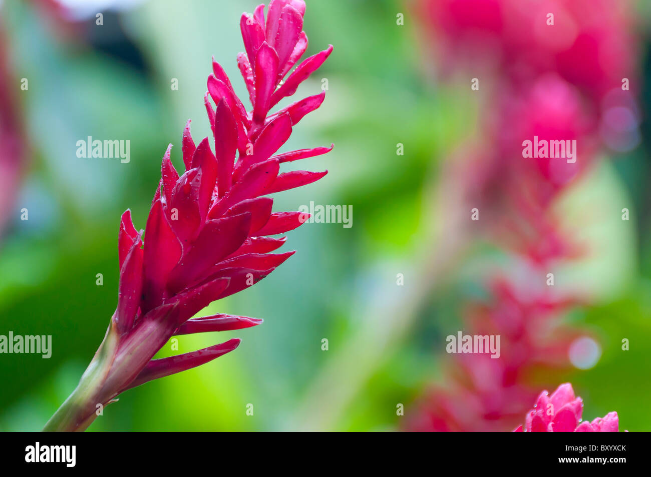 Red ginger tropical flower Costa Rica Stock Photo