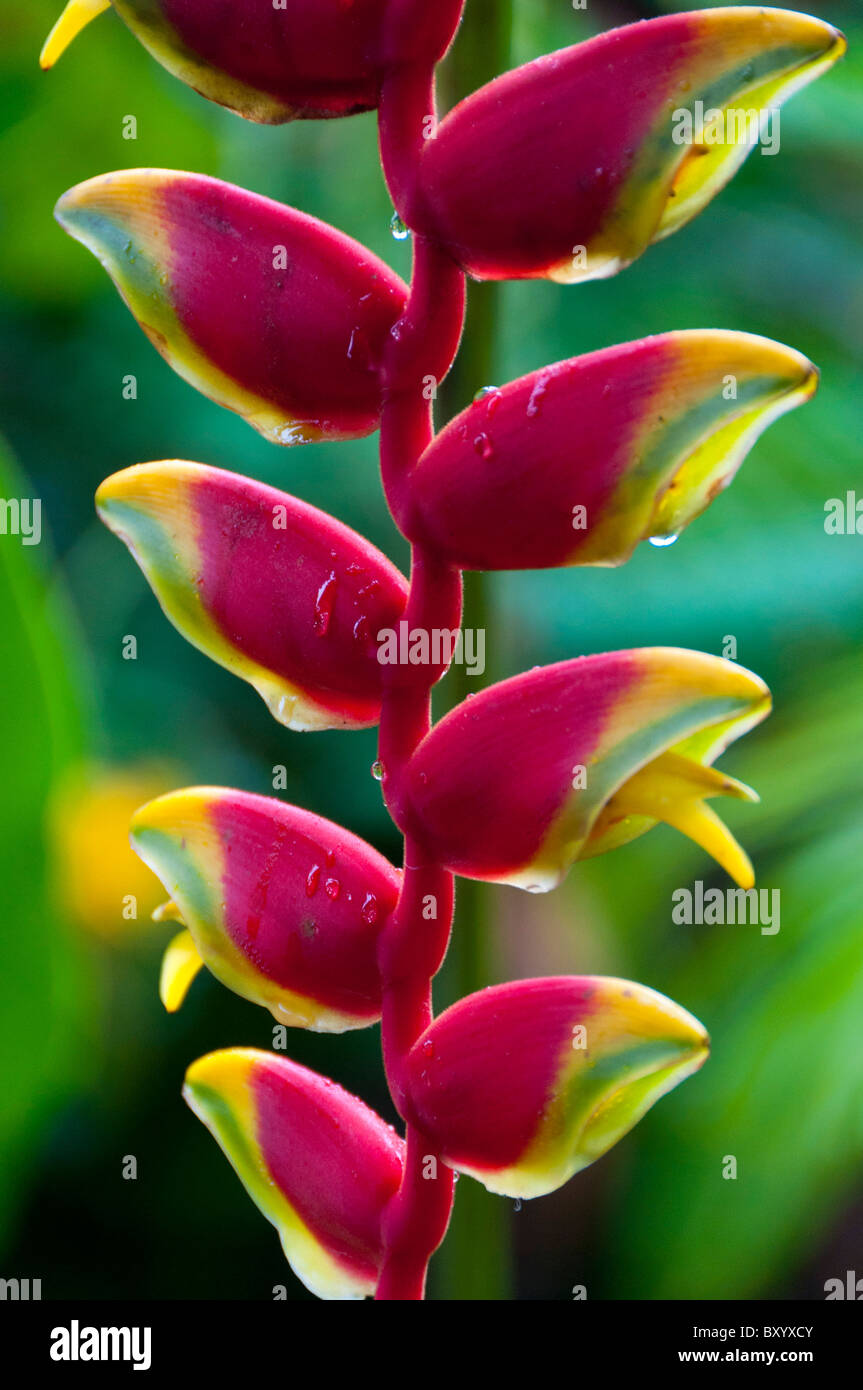 Heliconia Flower Costa Rica Stock Photo