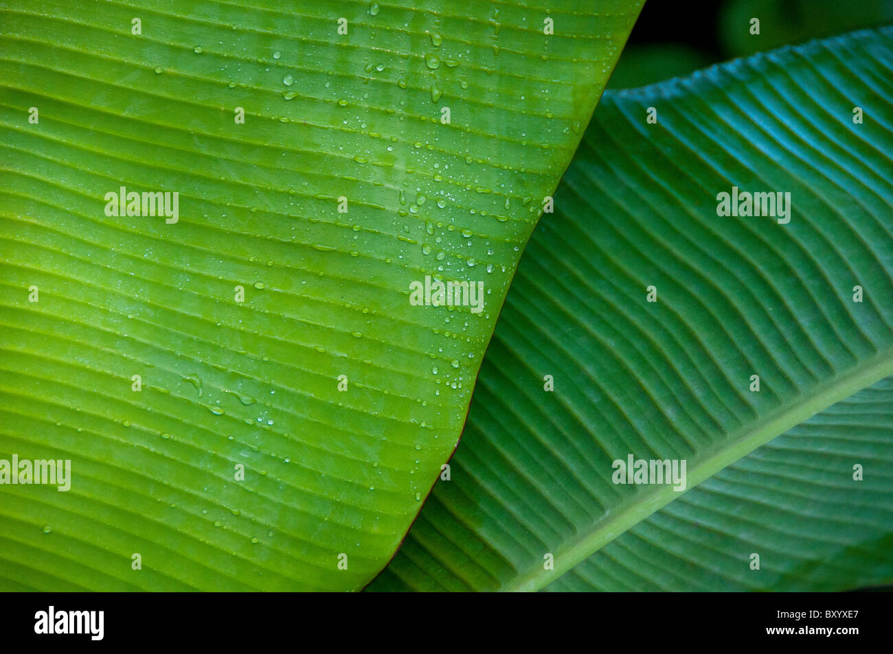 Jungle leaves hi-res stock photography and images - Alamy