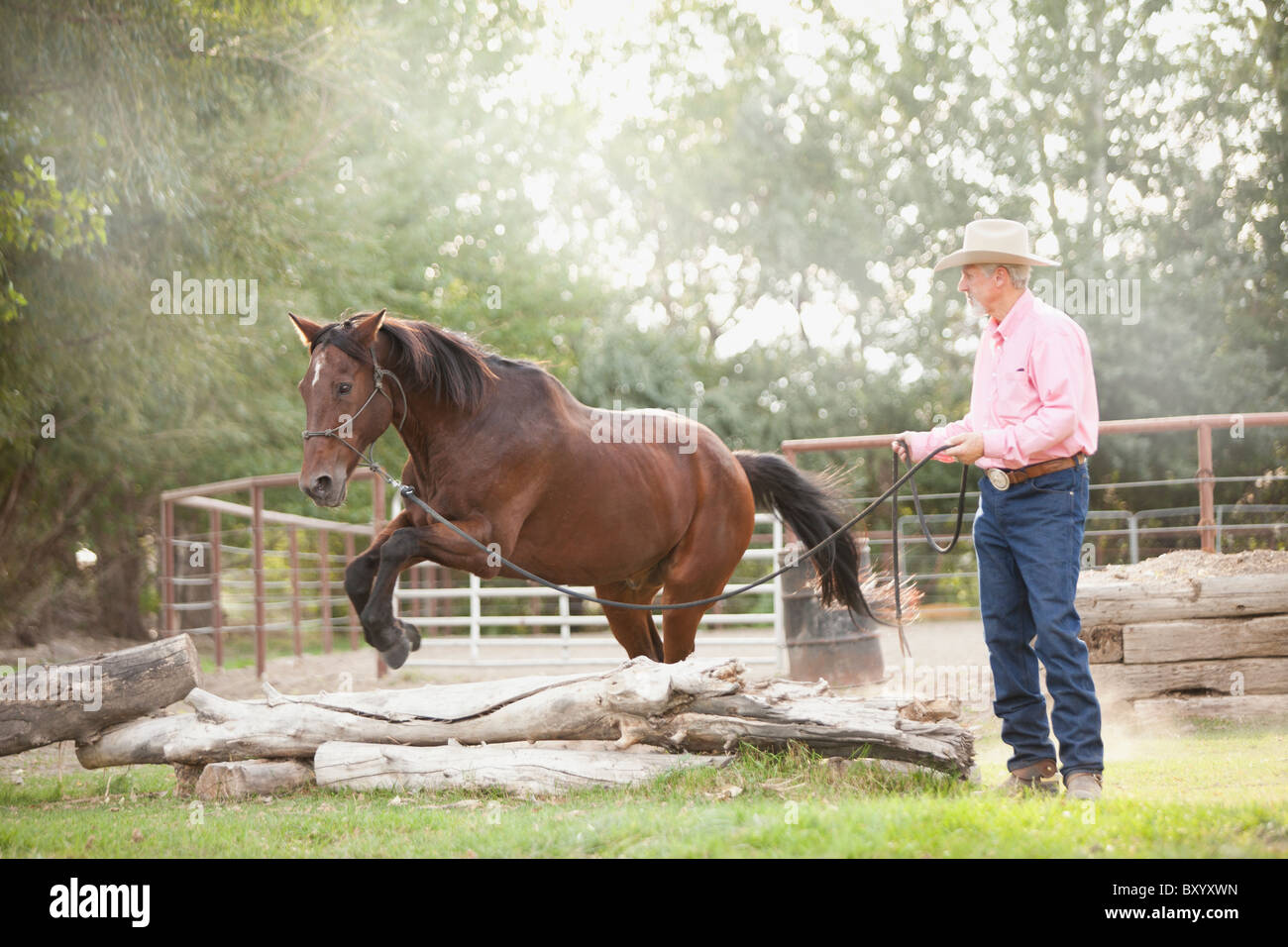Senior man training horse in ranch Stock Photo