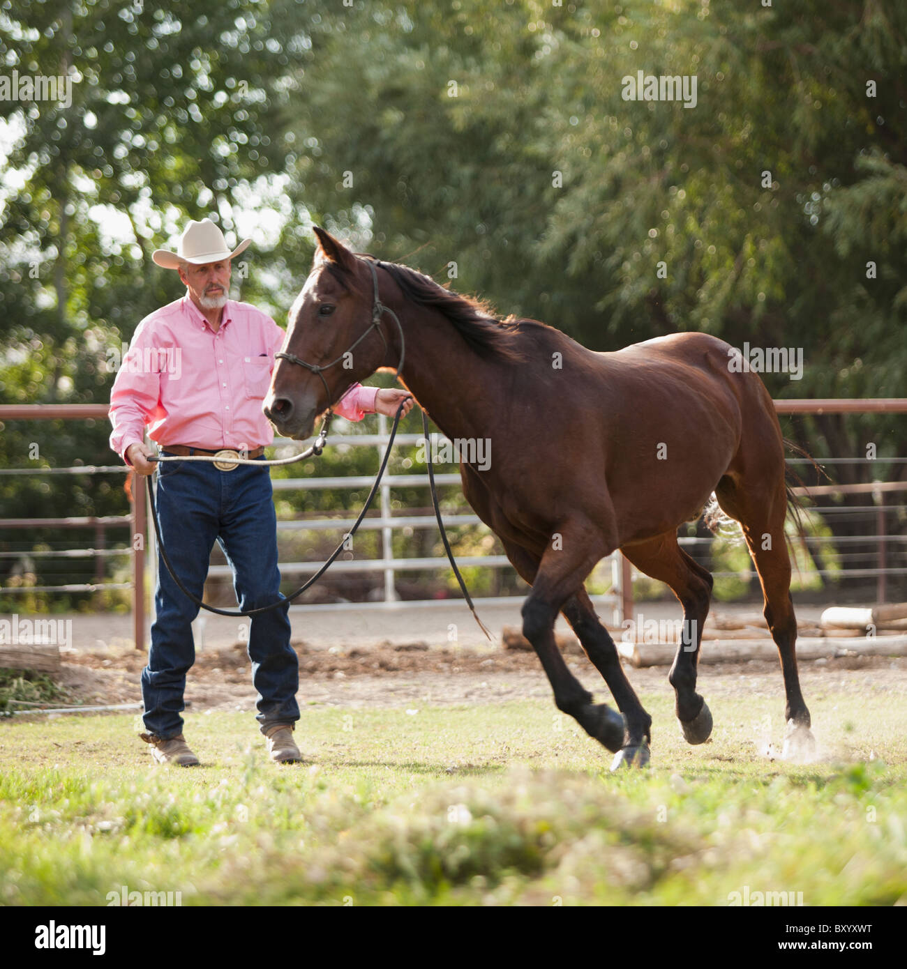 Senior man training horse in ranch Stock Photo
