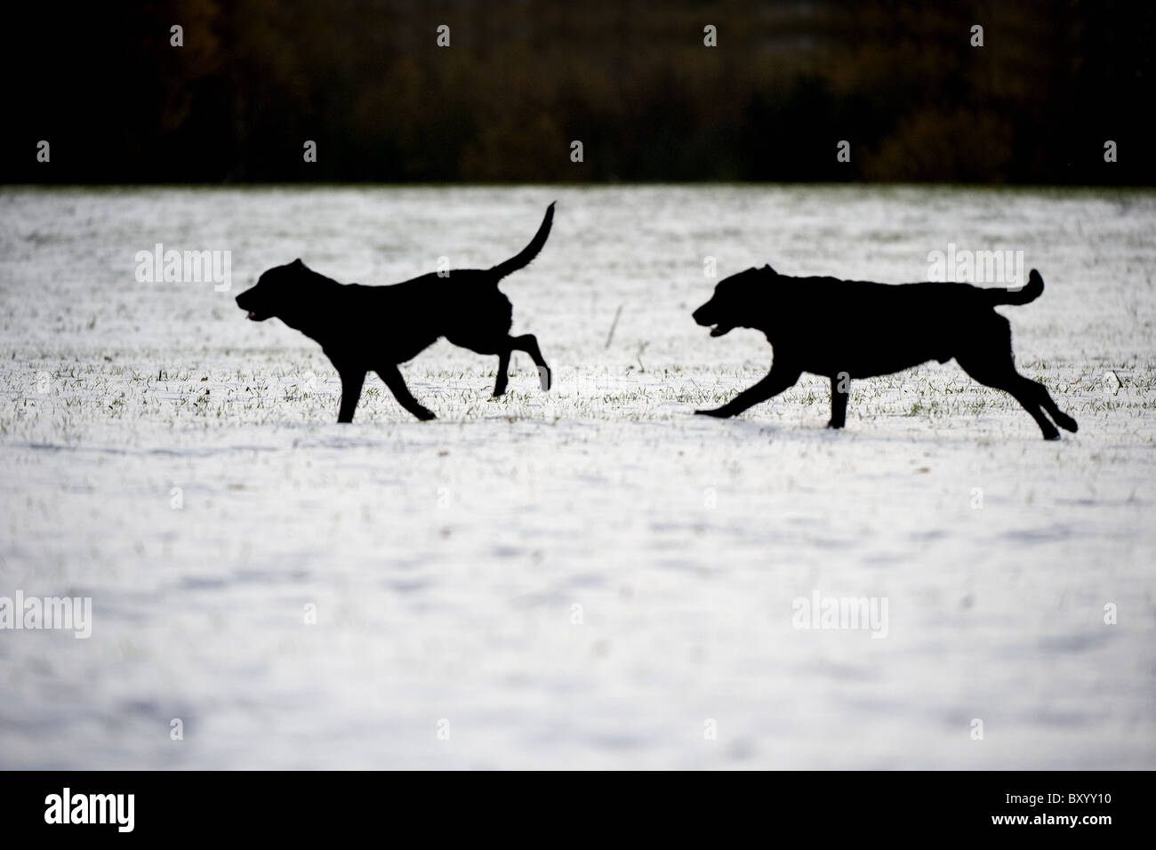 Black labrador retriever retrieving game hi-res stock photography and ...