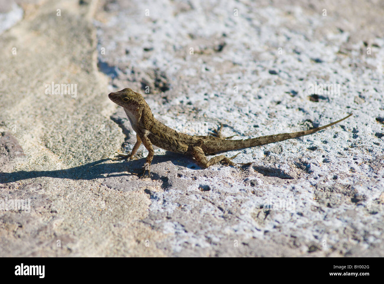Lizard basking on rock Stock Photo Alamy