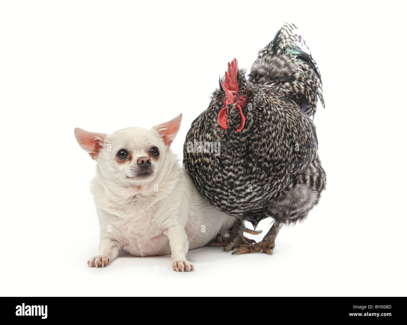 funny fat chihuahua and rooster standing together on white background Stock Photo