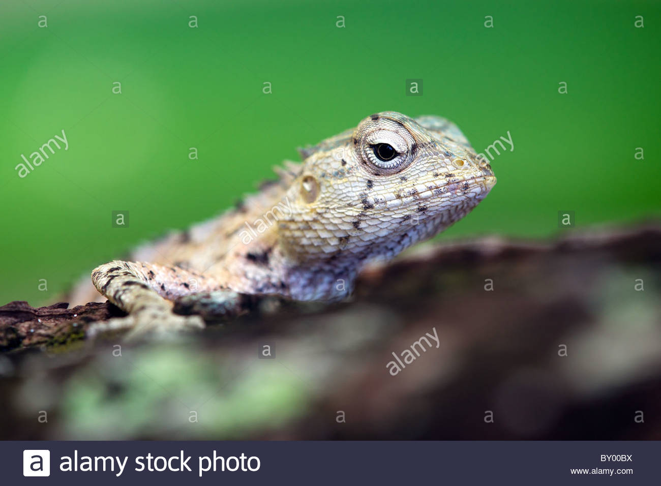 Agamid Lizard High Resolution Stock Photography and Images - Alamy