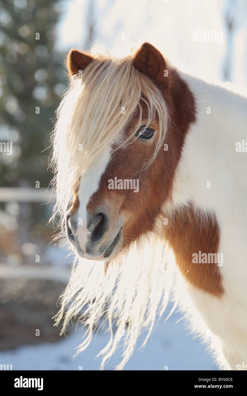 beautiful backlit miniature horse Stock Photo