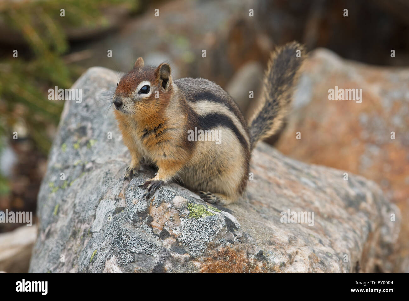 Golden-mantled ground squirrel, spermophilus lateralis, Jasper National Park, Alberta, Canada Stock Photo