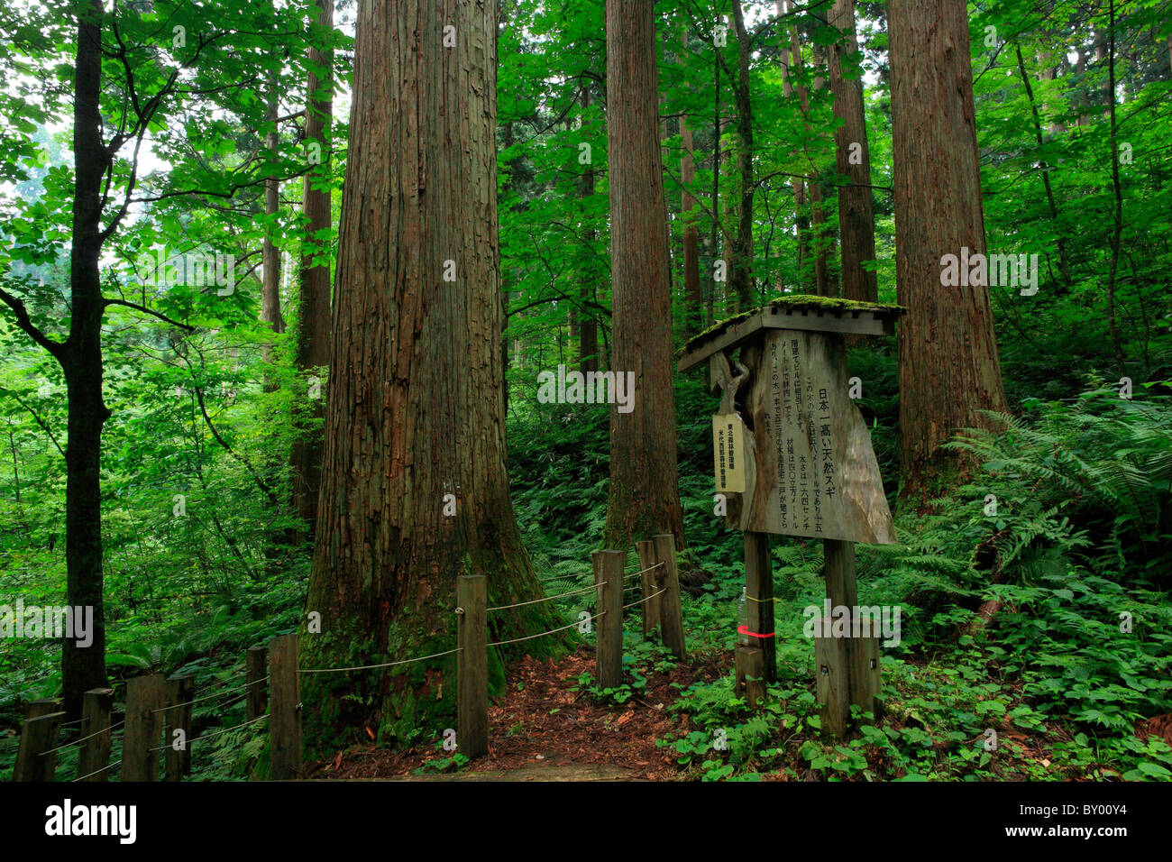 Japanese Cedar Tree Forest, Noshiro, Akita, Japan Stock Photo