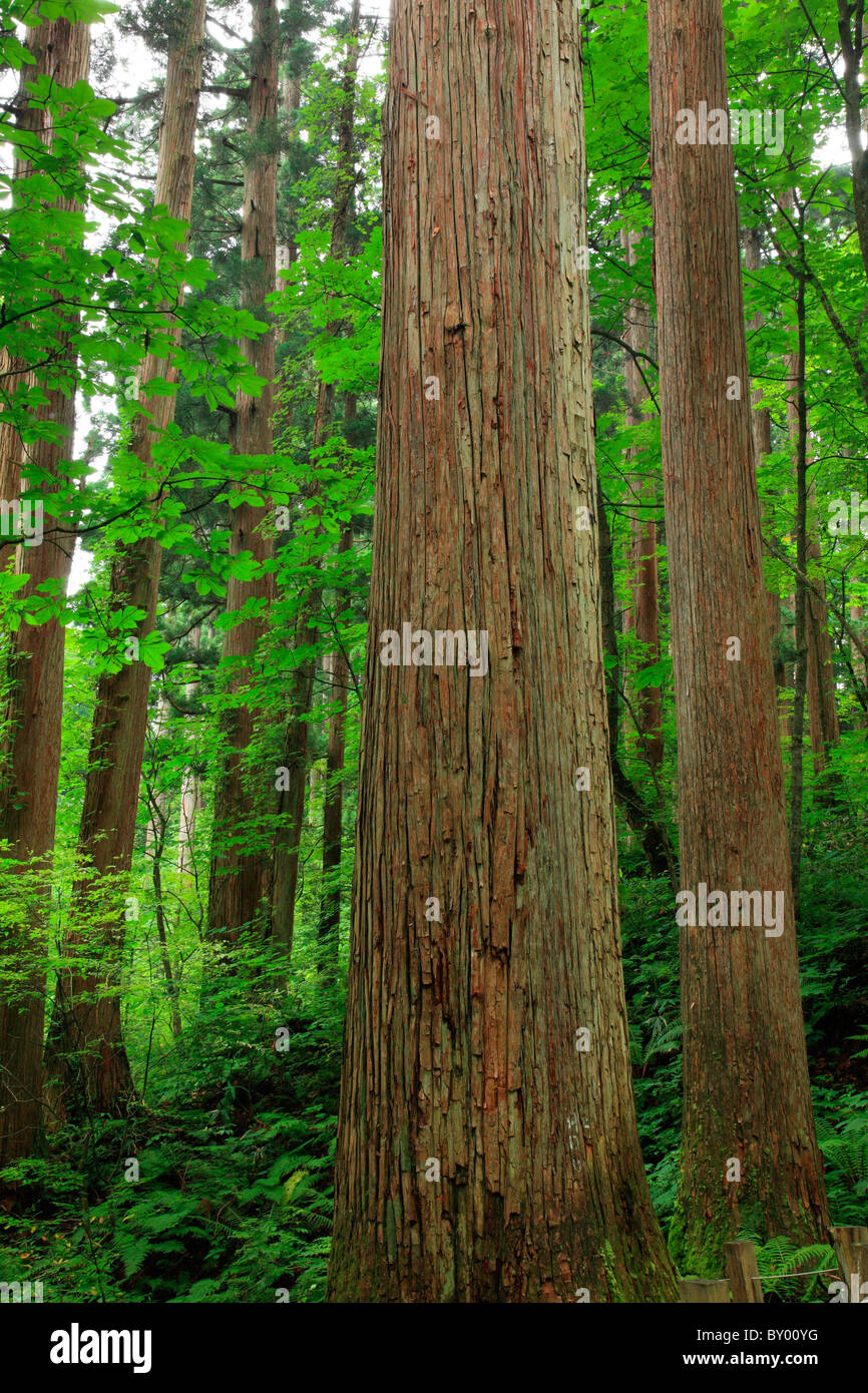 Japanese Cedar Tree Forest, Noshiro, Akita, Japan Stock Photo