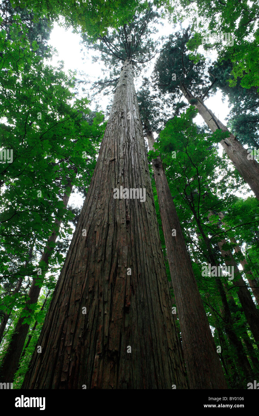 Japanese Cedar Tree Forest, Noshiro, Akita, Japan Stock Photo