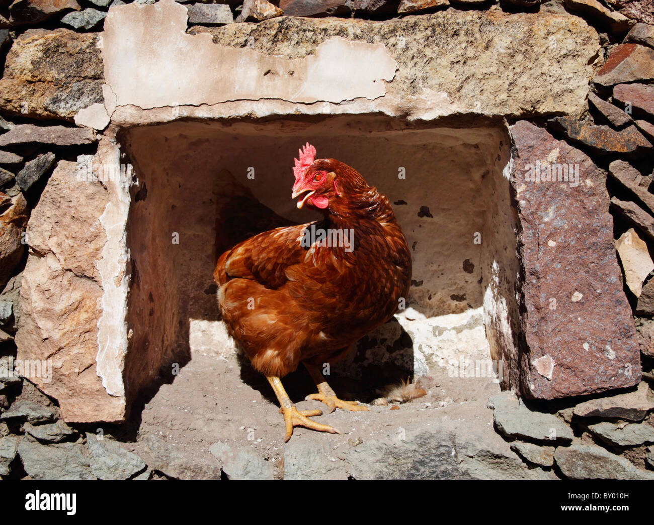 Free range chicken in alcove in old out building in Spain Stock Photo