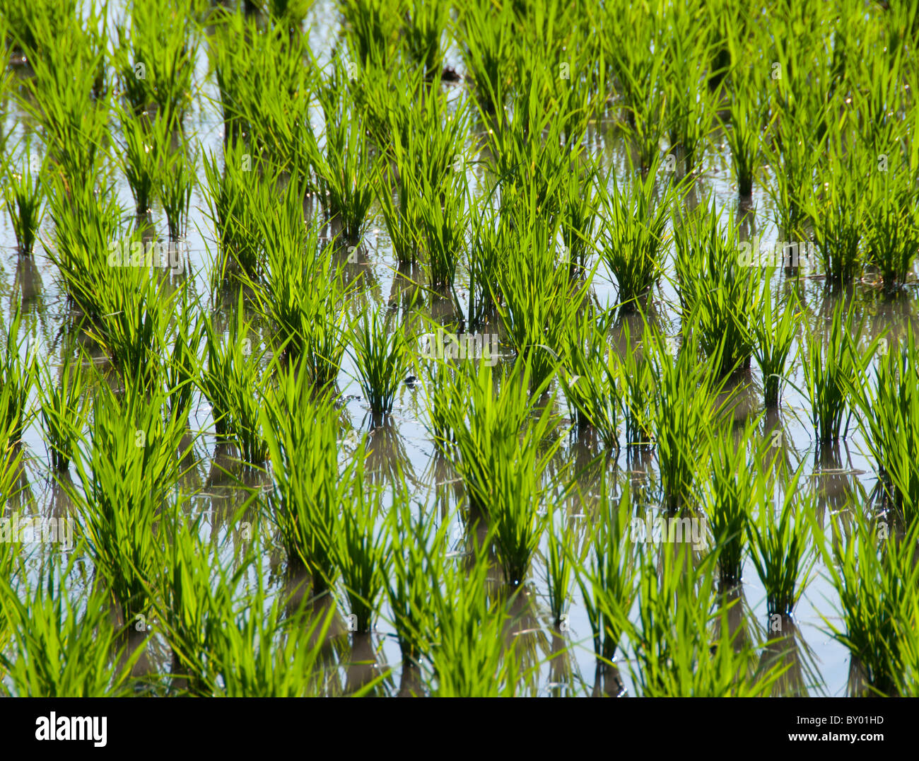 Rice plants growing in a paddy field in asia Stock Photo