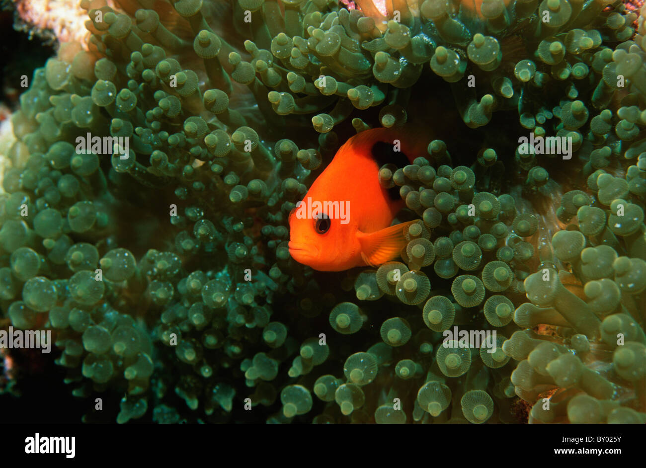 Red saddleback anemonefish (Amphiprion ephippium). Andaman Sea, Thailand. Indian Ocean. Stock Photo