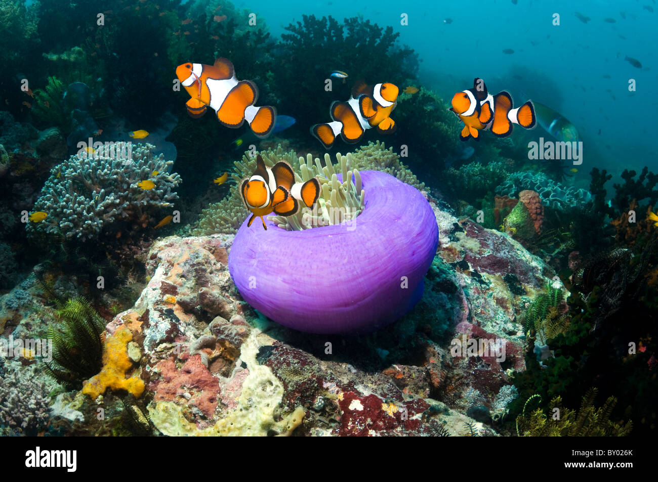 False clown anemonefish (Amphiprion ocellaris) with anemone. Indonesia. Stock Photo