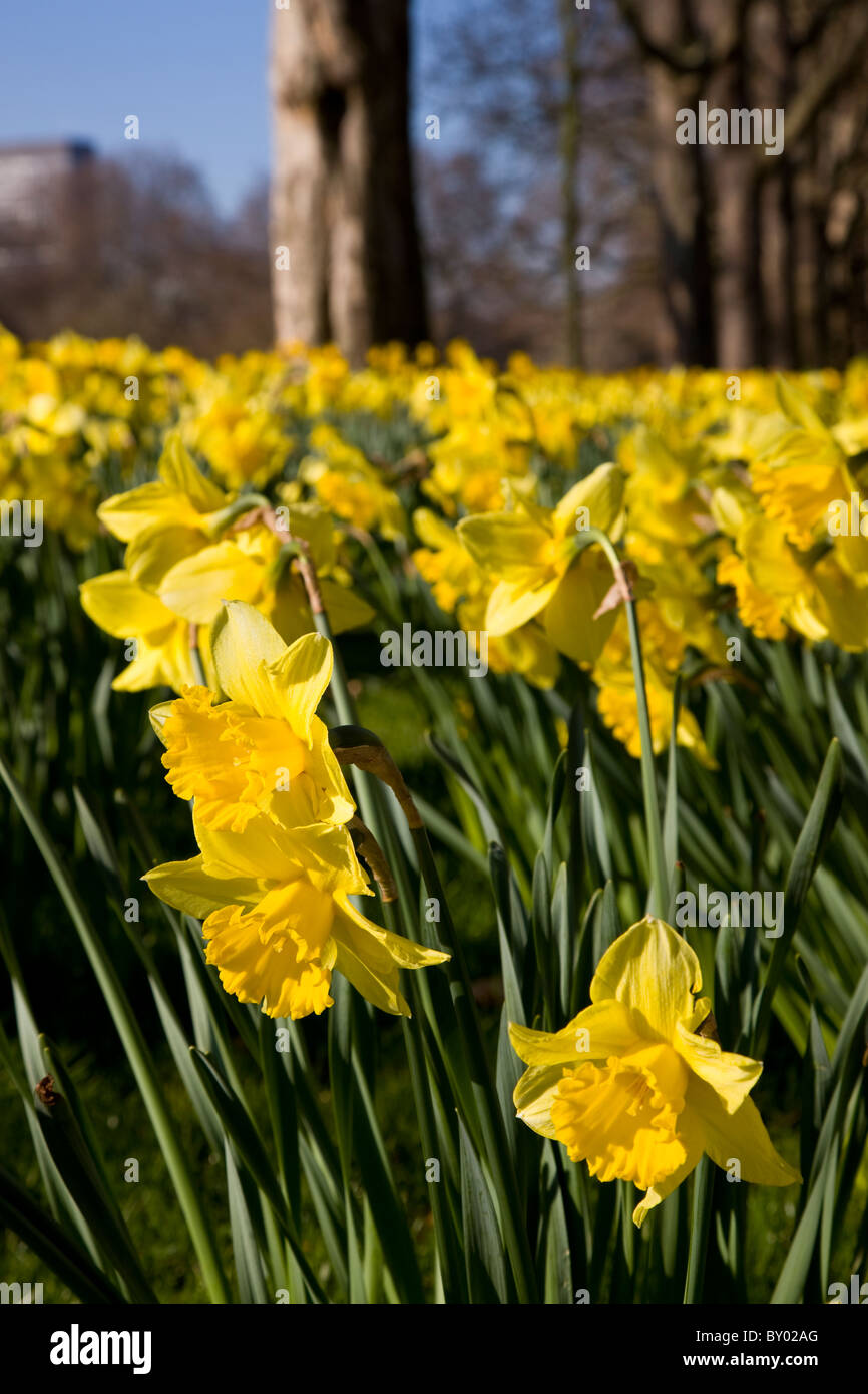 Daffodils in St James's Park Stock Photo Alamy