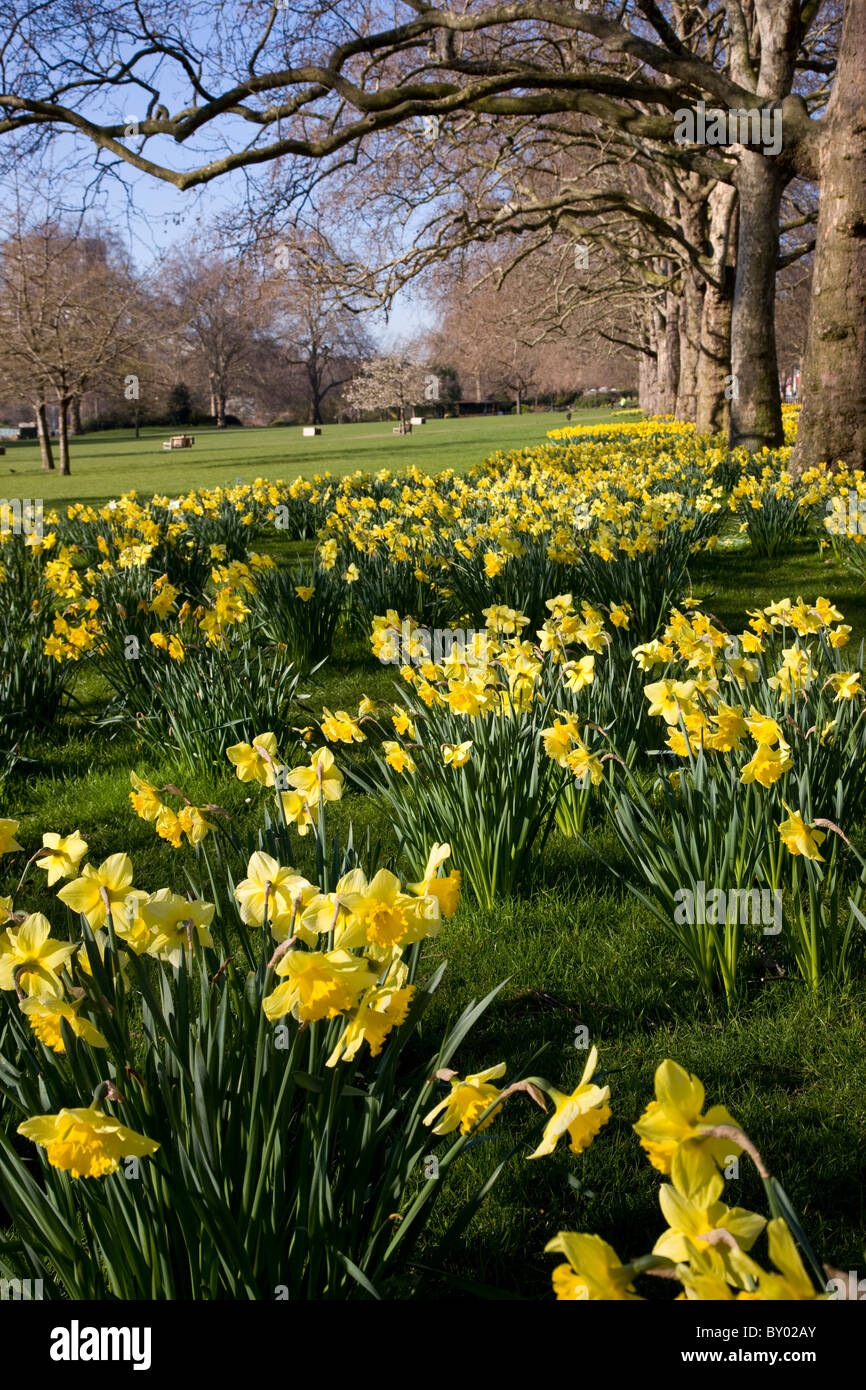 Daffodils in St James's Park Stock Photo Alamy