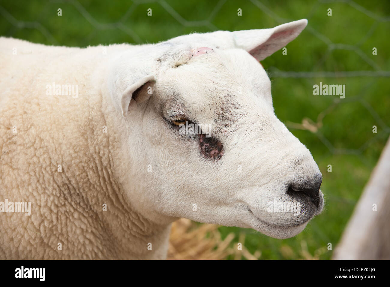 Texel Sheep Stock Photo