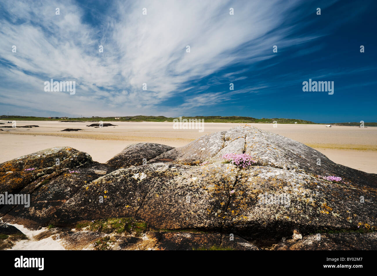 Armeria maritima (sea pinks, thrift) growing on granite rock at Omey Strand, Connemara, County, Galway, Ireland Stock Photo
