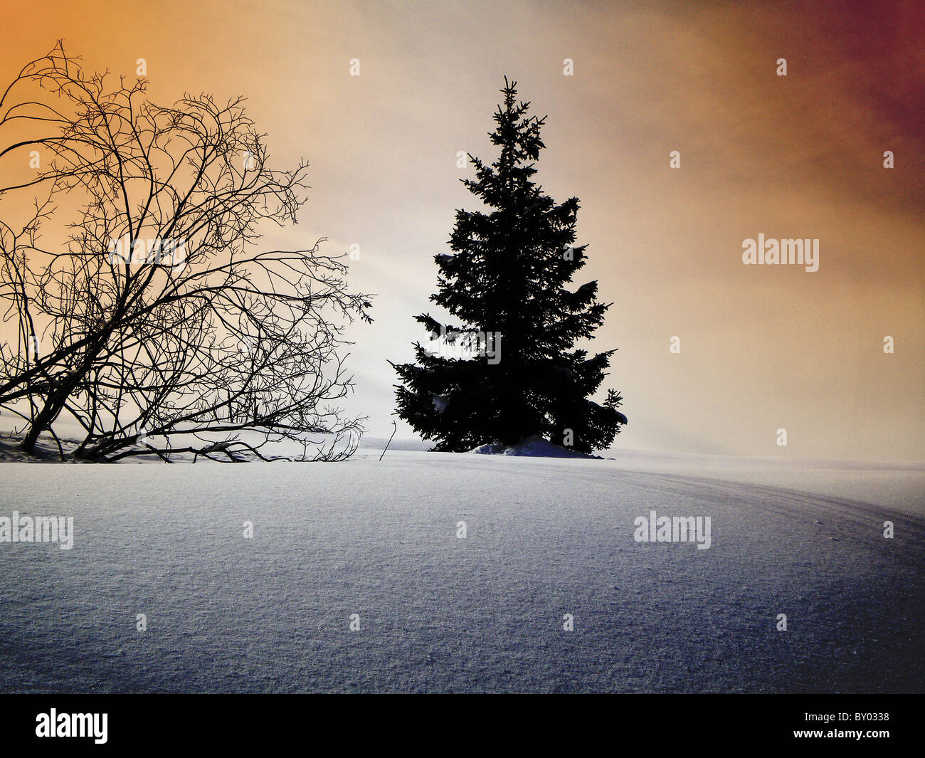 winter landscape with snow and pine trees cloudy sky background Stock ...