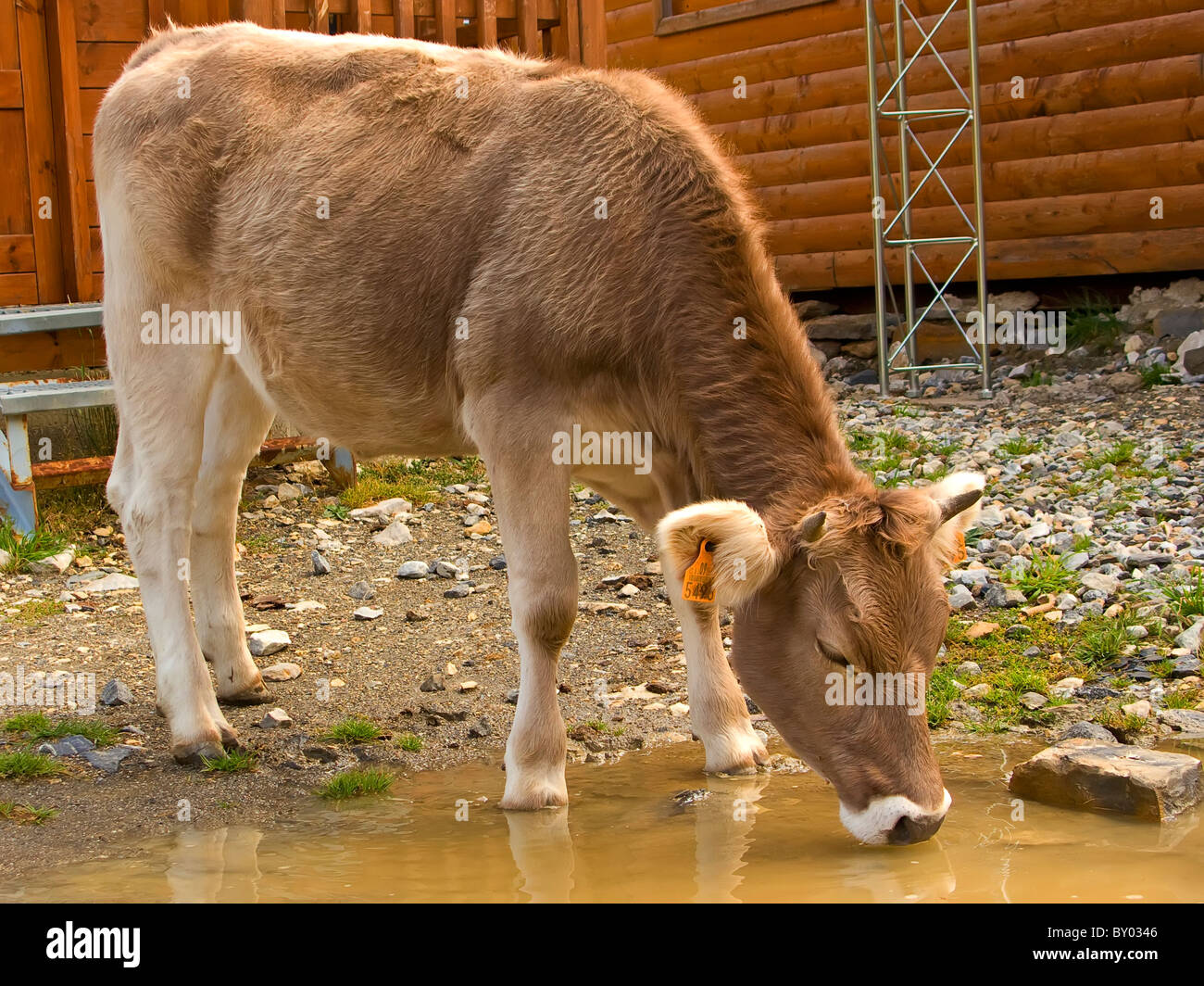 Farm Animal Drinking Water Stock Photos & Farm Animal Drinking Water