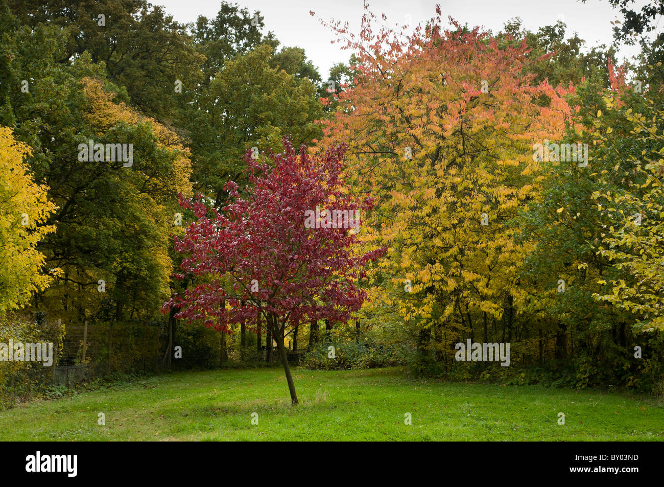 Trees with autumn colours Stock Photo - Alamy