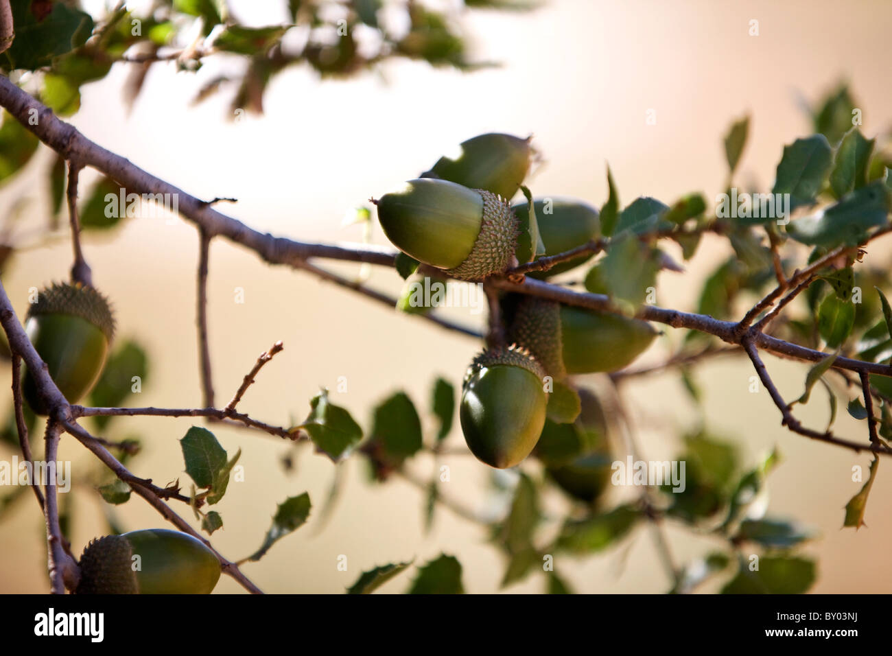Acorns growing on an oak tree Stock Photo Alamy
