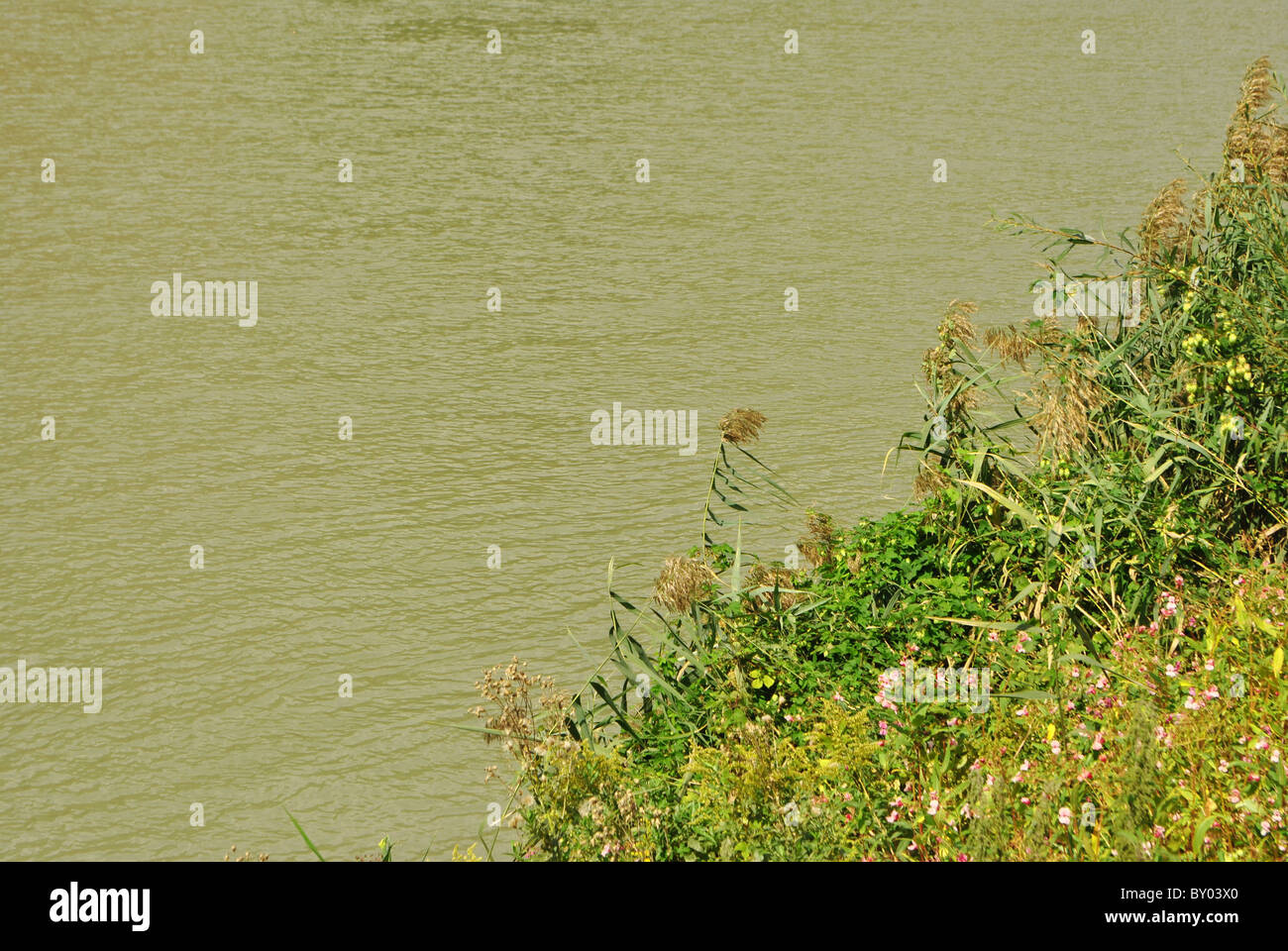 reeds at the river Stock Photo - Alamy