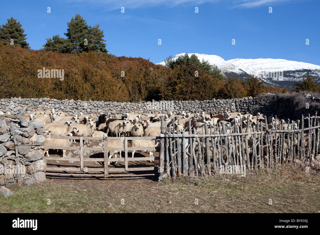 Sheeps in Tella, National Park of Ordesa and Monte Perdido, Huesca, Spain Stock Photo