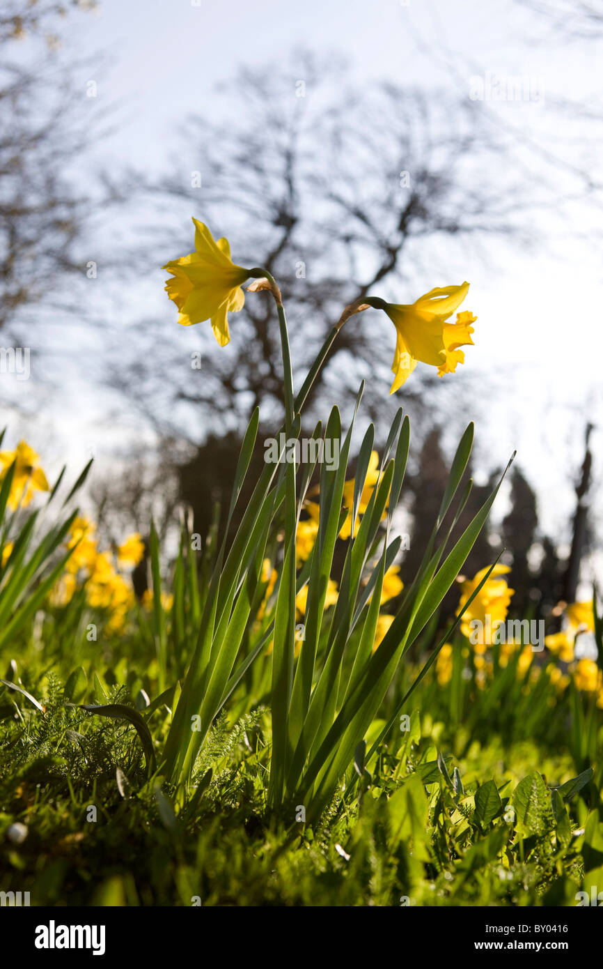 Yellow daffodils in a park Stock Photo