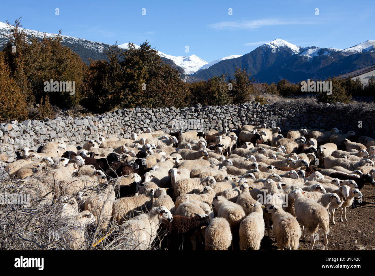Sheeps in Tella, National Park of Ordesa and Monte Perdido, Huesca, Spain Stock Photo