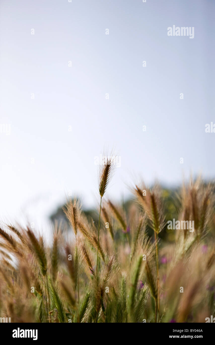 Grass grasses seeds heads hi-res stock photography and images - Alamy