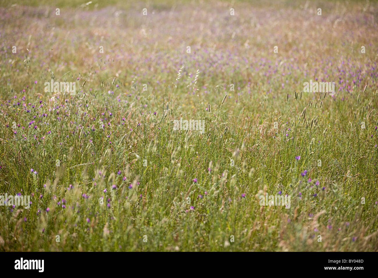 A meadow with grasses and wild flowers Stock Photo - Alamy