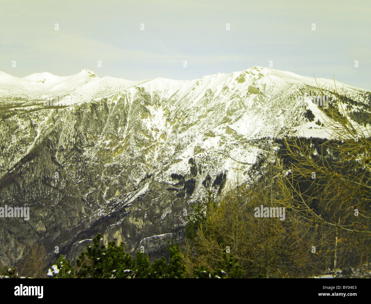 winter landscape with snow and pine trees cloudy sky background Stock ...