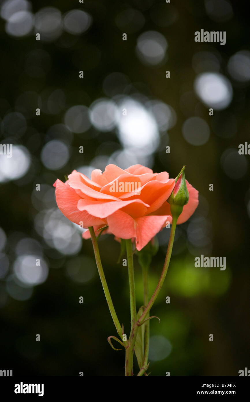 An orange rose with buds Stock Photo