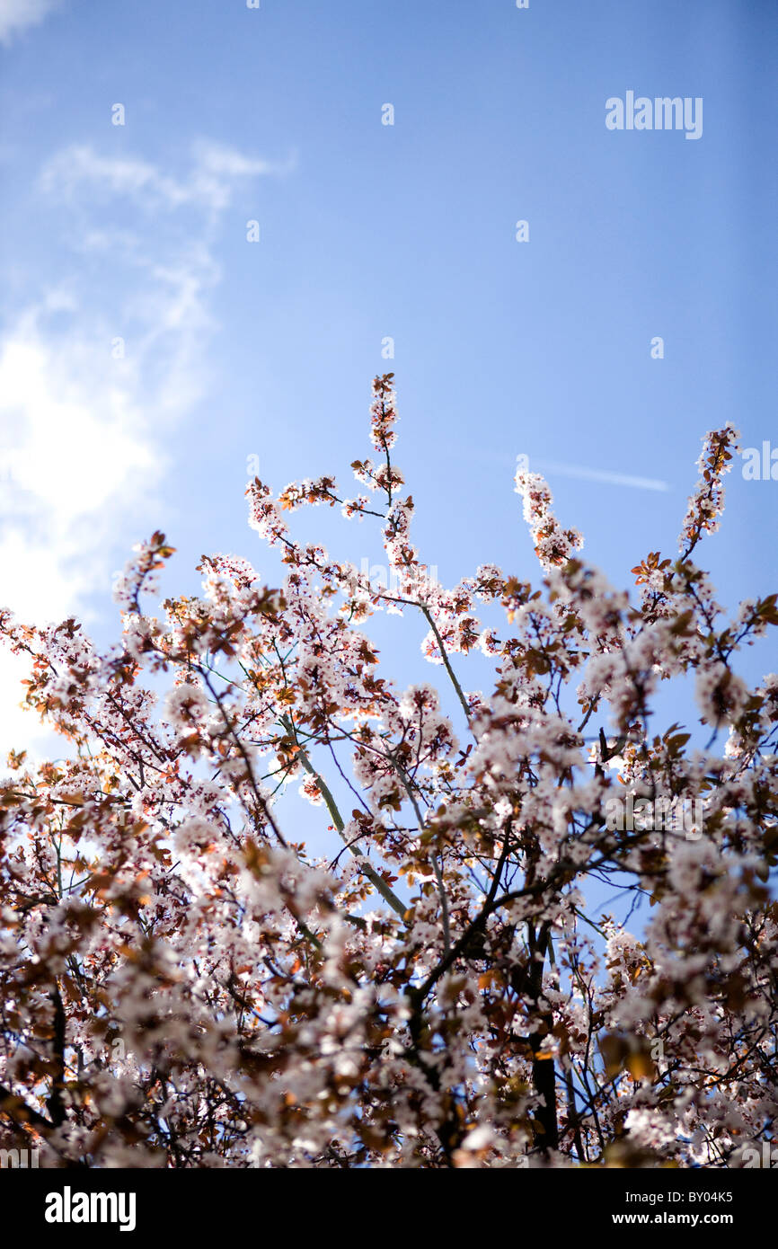 Branches of pink cherry blossom against blue sky Stock Photo - Alamy