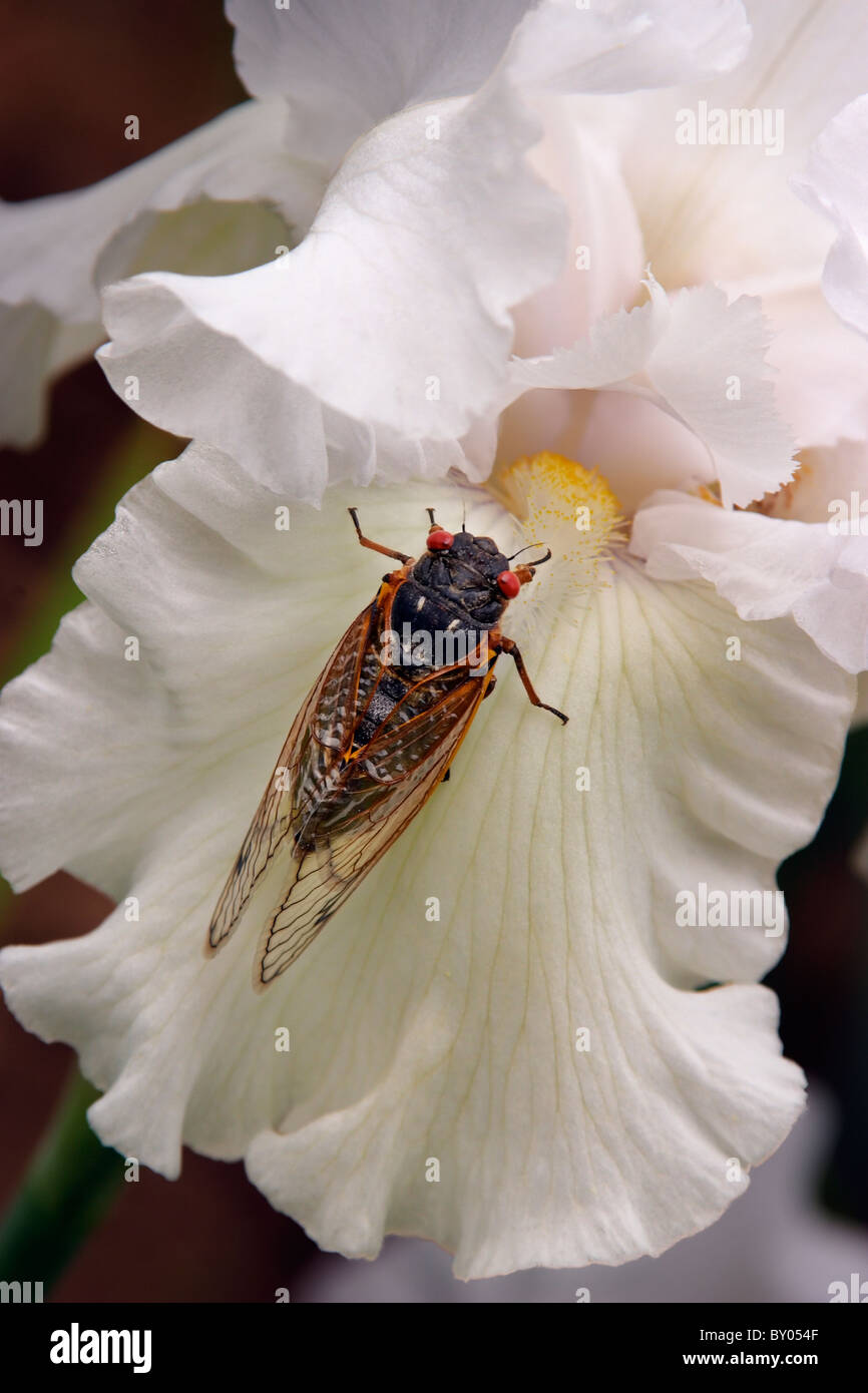 A cicada crawls on an iris flower petal. Stock Photo