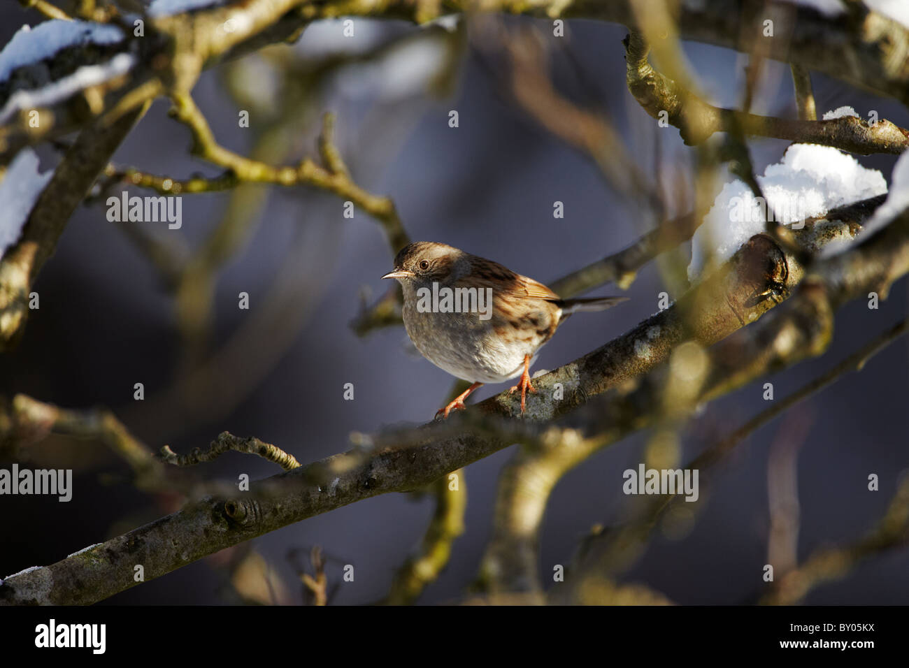 Dunnock (Prunella modularis) or Hedge Sparrow in a garden in winter, Wales, UK Stock Photo