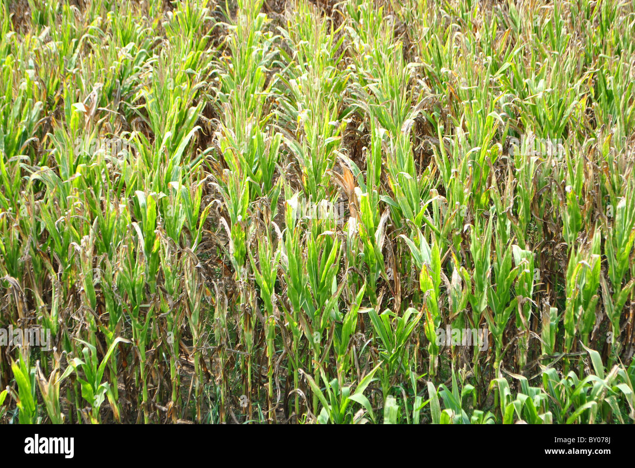 Corn field in autumn Stock Photo - Alamy