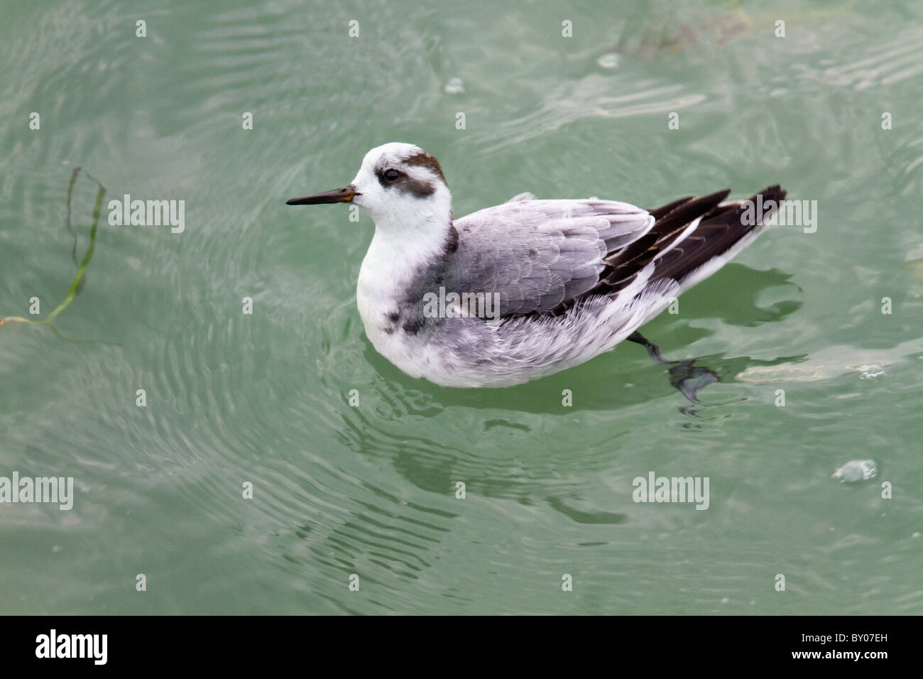 Grey Phalarope; Phalaropus fulicarius; winter plumage; Cornwall Stock Photo