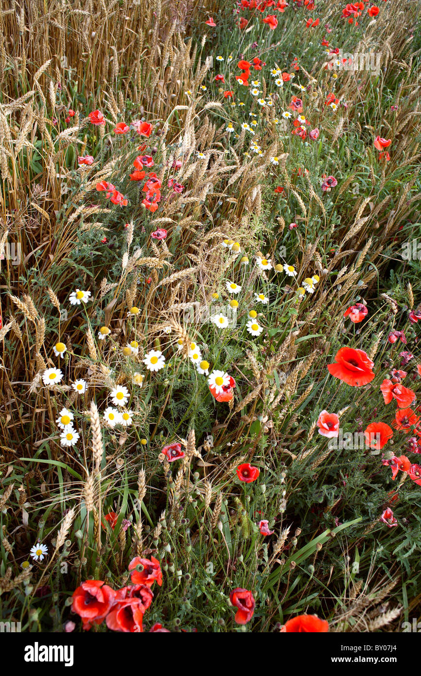 part of the wheat fields with poppies and daisies close Stock Photo