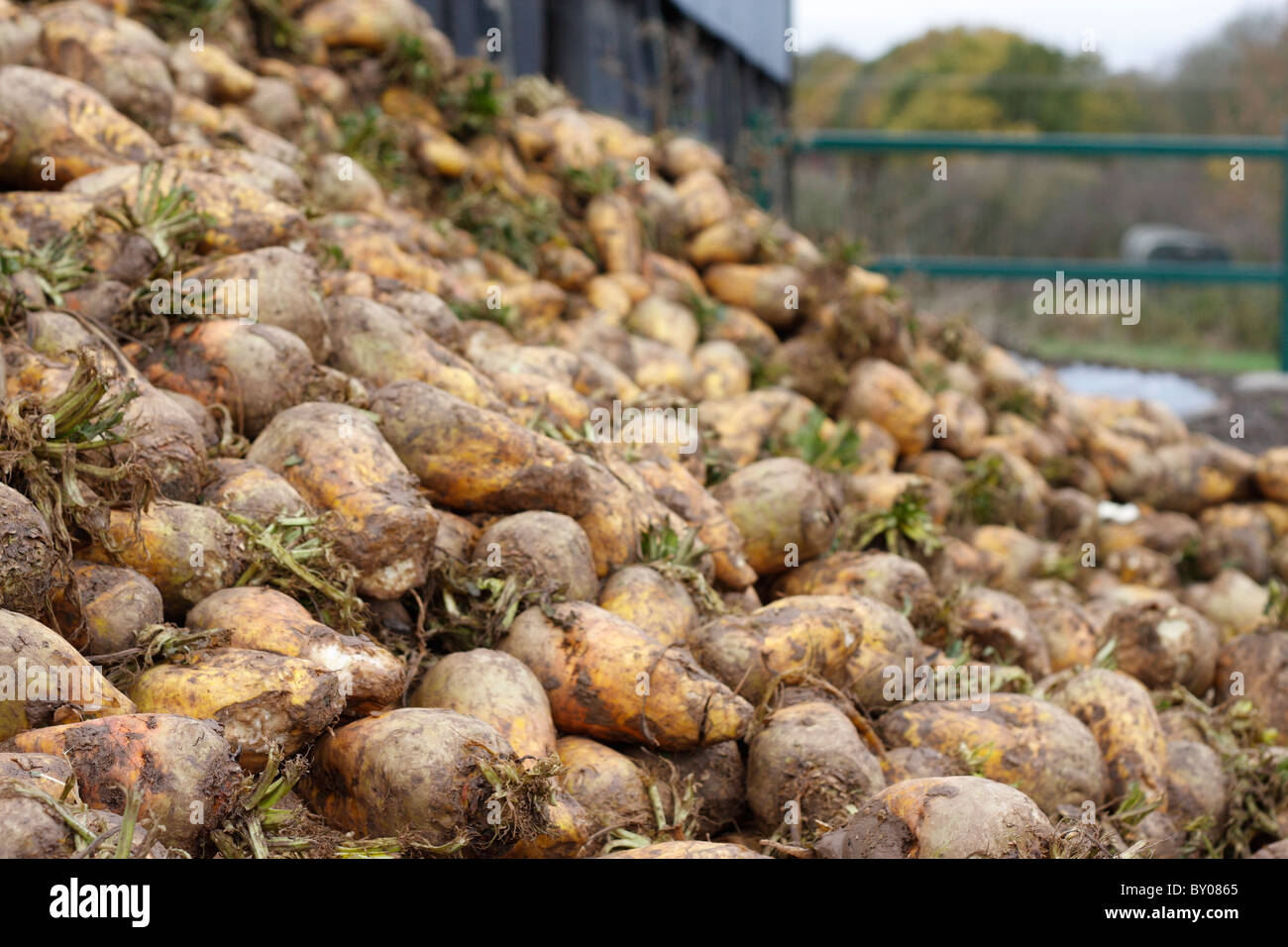 A pile of swedes in the yard of a farm Stock Photo
