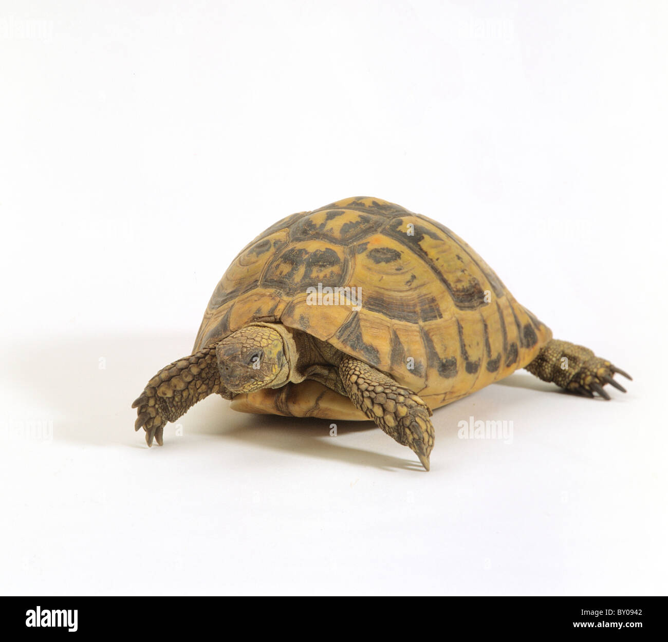 Eastern Hermann's Tortoise - cut out / Testudo hermanni Stock Photo - Alamy