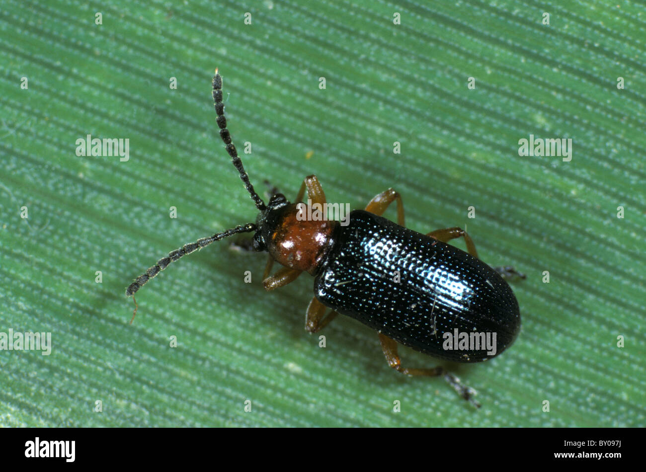 Oulema melanopus hi-res stock photography and images - Alamy