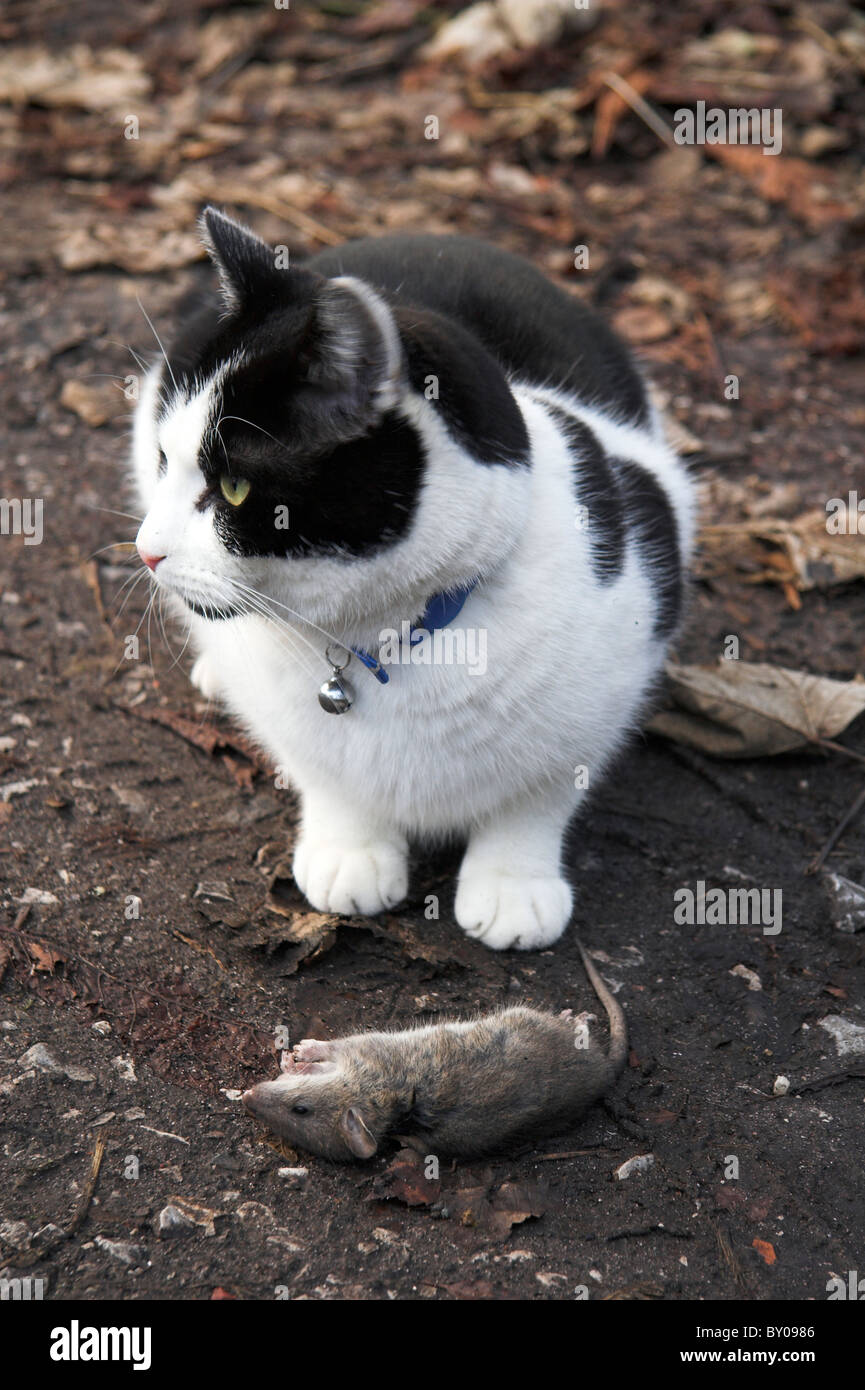 Cat playing with a dead rat Stock Photo Alamy