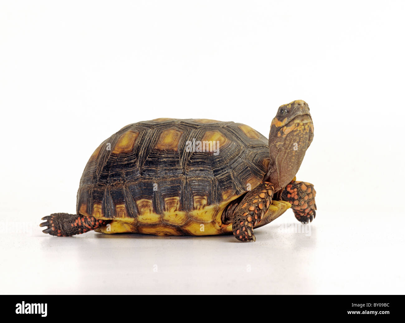 Brazilian Giant Tortoise cut out / Geochelone denticulata Stock Photo